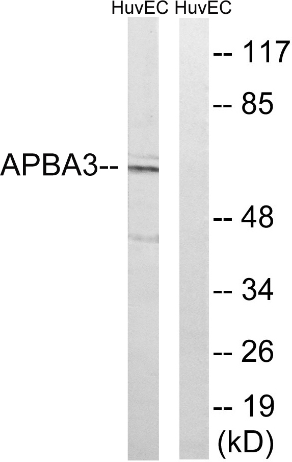a07396 1 apba3 primary antibodies wb testing 2