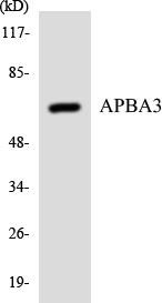 a07396 1 apba3 primary antibodies wb testing 3