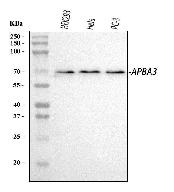 a07396 2 apba3 primary antibodies wb testing 1
