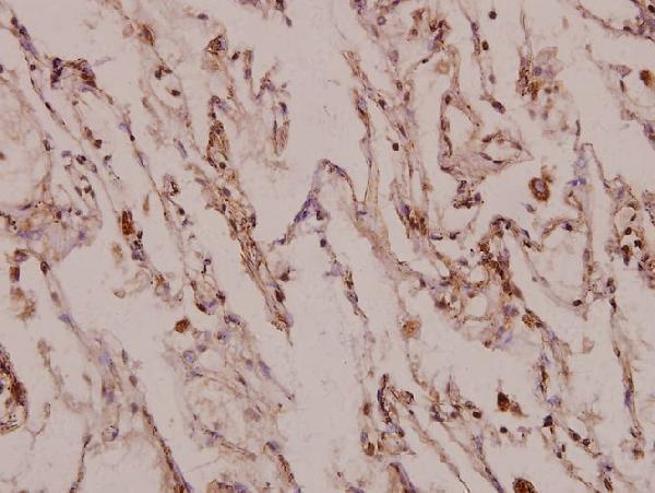 a07396 apba3 primary antiboties ihc testing 2