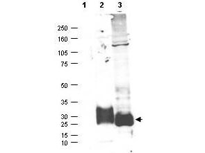 Western blot using Boster's affinity purified anti-MAGP-2 antibody shows detection (arrowhead) of secreted MAGP-2 (lane 2) and MAGP-2 present in a MAGP-2 transfected HEK293 lysate (lane 3)