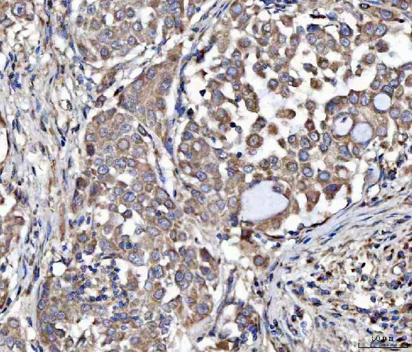  IHC analysis of MOCS2 using anti-MOCS2 antibody (A07401)