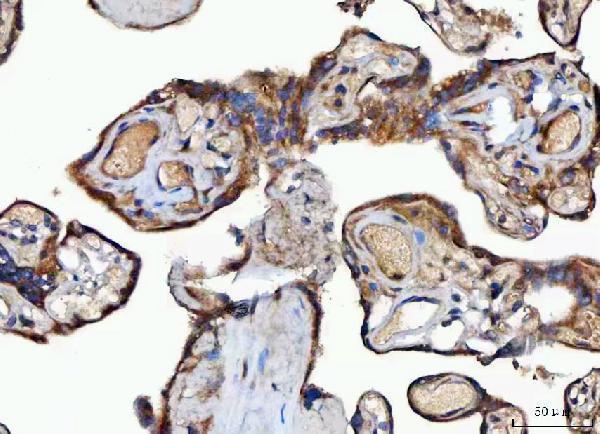 a07401 mocs2 primary antibodies ihc testing 4