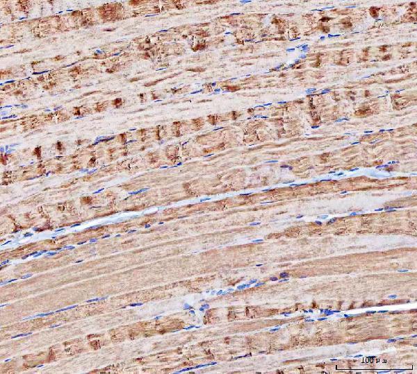 a07401 mocs2 primary antibodies ihc testing 5