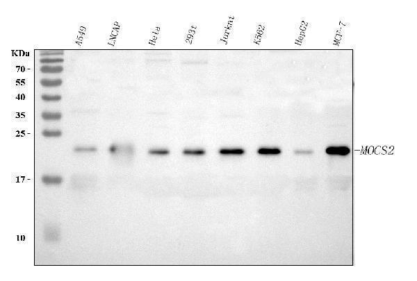  Western blot analysis of MOCS2 using anti-MOCS2 antibody (A07401)