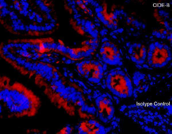 a07404 1 cideb primary antibodies if testing 2