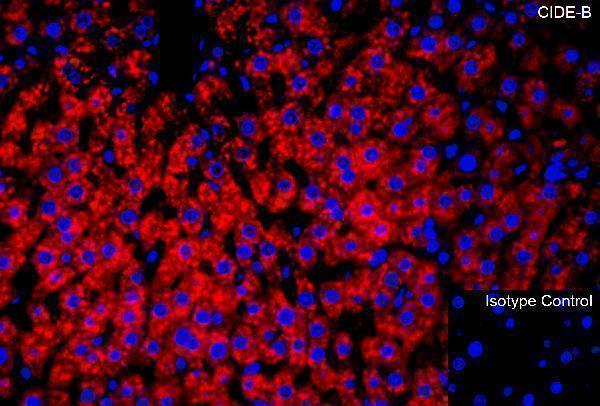 a07404 1 cideb primary antibodies if testing 3_1