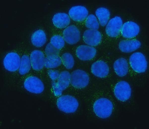 IF analysis of SEC24C using anti-SEC24C antibody (A07405)
