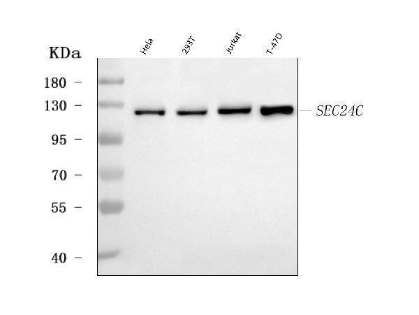  Western blot analysis of SEC24C using anti-SEC24C antibody (A07405)