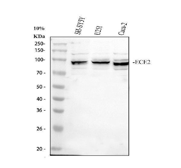 a07406 1 ece2 primary antibodies wb testing 1
