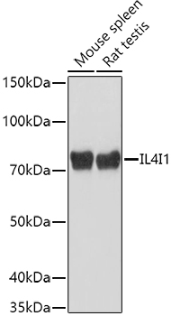 a07407 il4i1 primary antiboties wb testing 1