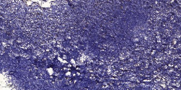 a07408 1 cst6 primary antibodies ihc testing 1