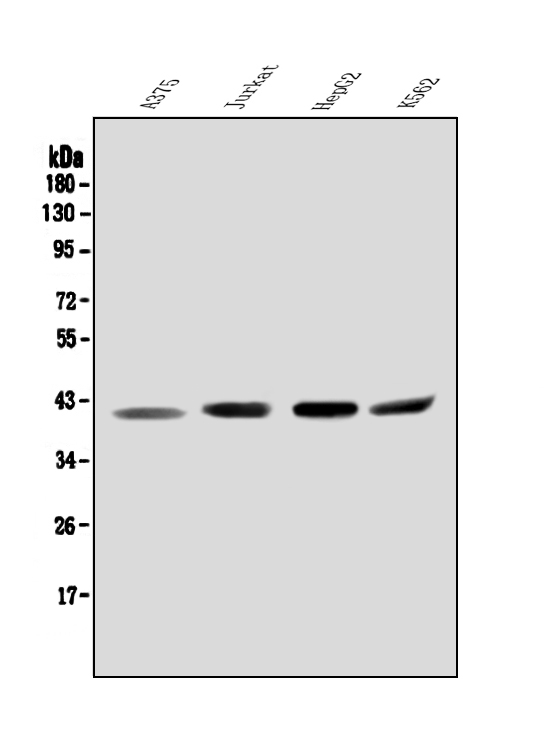 a07411 1 orai2 primary antibodies wb testing 1