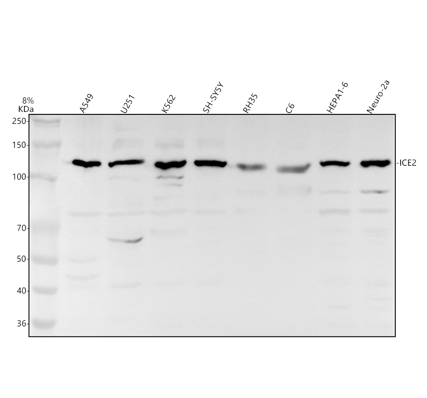 a07414 1 ice2 primary antibodies wb testing 1