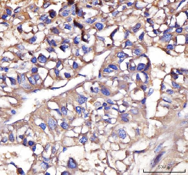  IHC analysis of IFIT5 using anti-IFIT5 antibody (A07415-2)