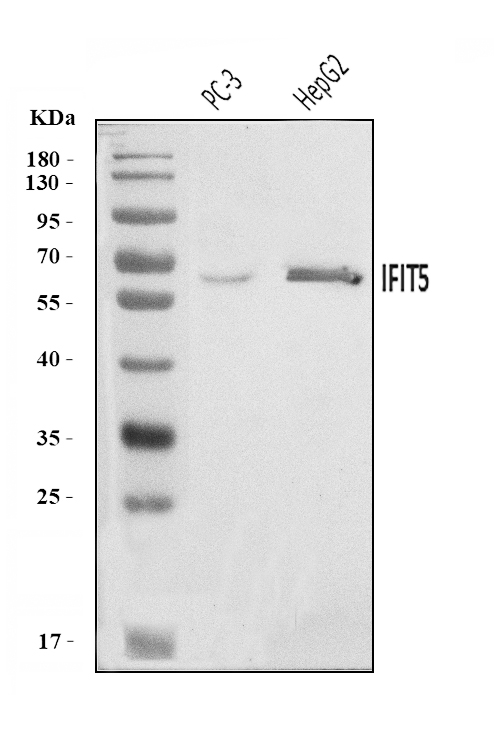  Western blot analysis of IFIT5 using anti-IFIT5 antibody (A07415-2)