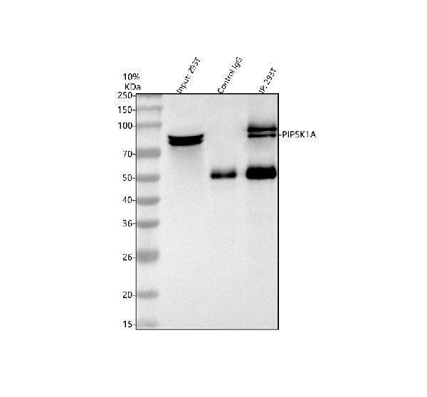 a07416 3 pip5k1a primary antibodies ip testing 5
