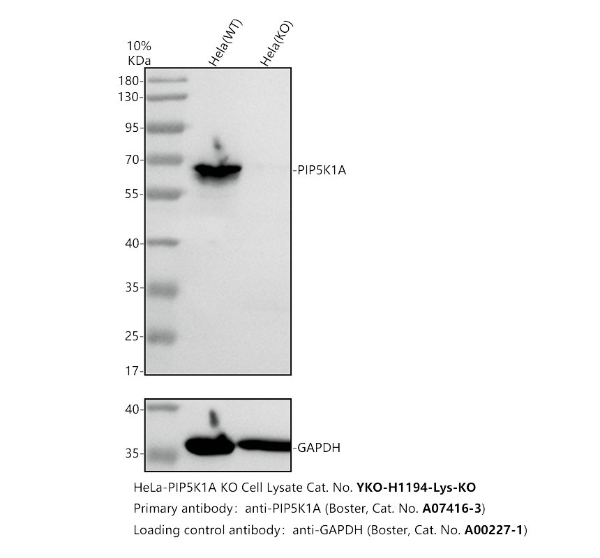 a07416 3 pip5k1a primary antibodies wb testing 2