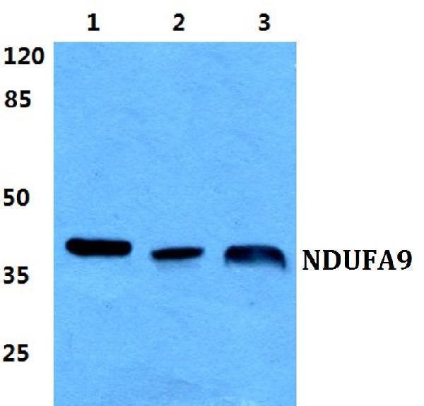 a07420 1 ndufa9 primary antiboties wb testing 1