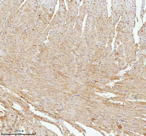 a07420 3 ndufa9 primary antibodies ihc testing 12