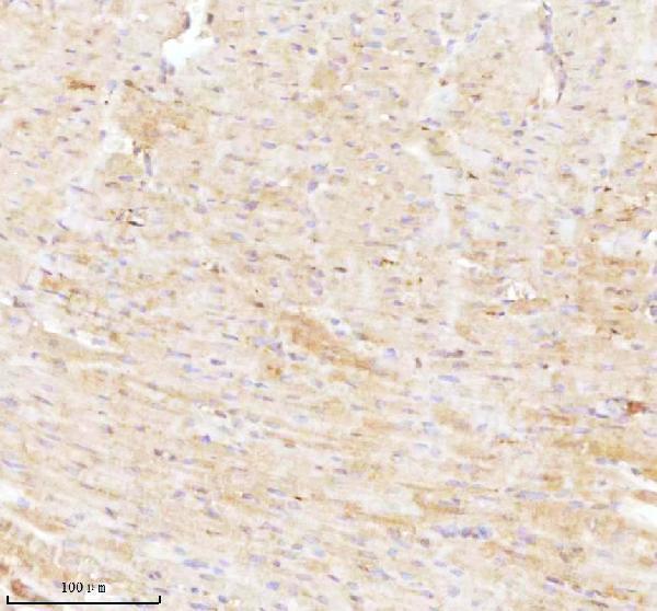 a07420 3 ndufa9 primary antibodies ihc testing 13