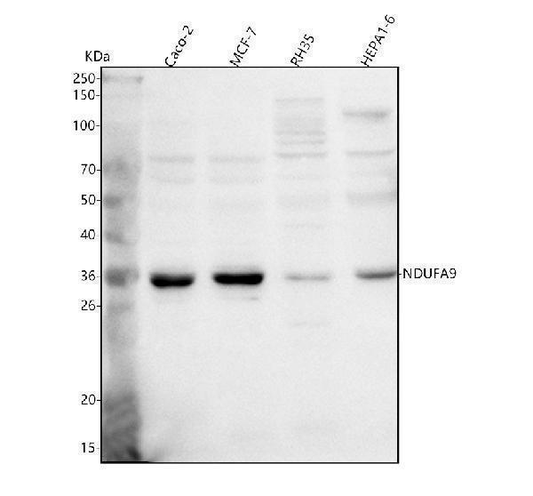  Western blot analysis of NDUFA9 using anti-NDUFA9 antibody (A07420-3)