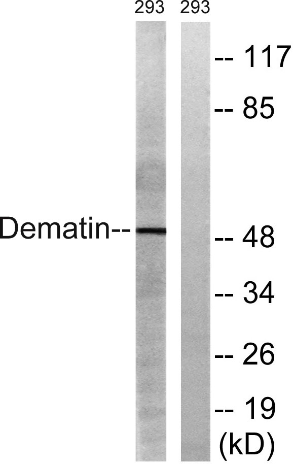 Western blot analysis of lysates from 293 cells, using Dematin Antibody