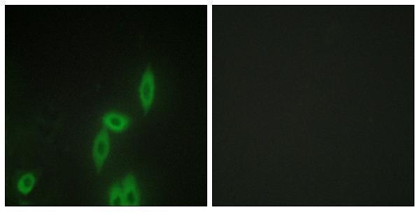a07423 pcdh11y primary antibodies if testing 1
