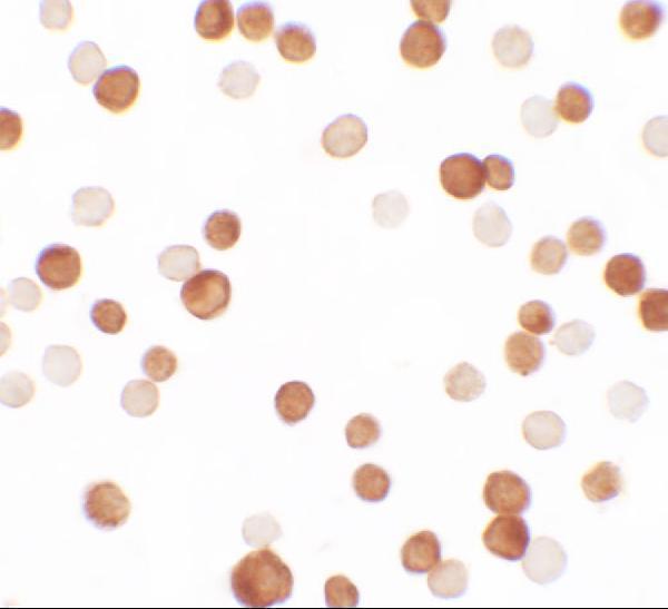 a07424 1 ncbp1 primary antibodies icc testing 2