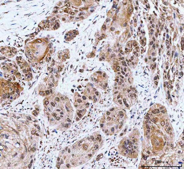 a07424 3 ncbp1 primary antibodies ihc testing 7_1