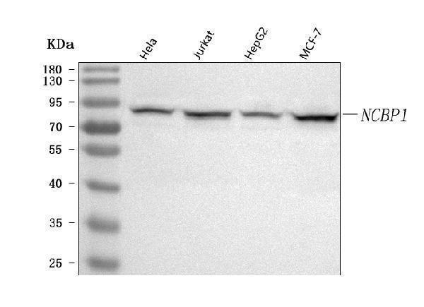  Western blot analysis of NCBP1 using anti-NCBP1 antibody (A07424-3)