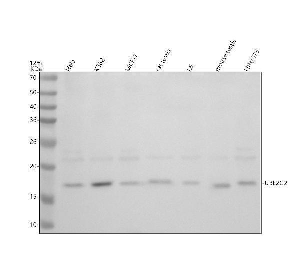 a07427 1 ube2g2 primary antibodies wb testing 1