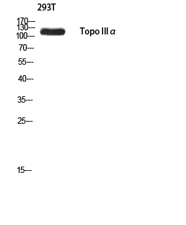 a07428 top3a primary antibodies wb testing 1