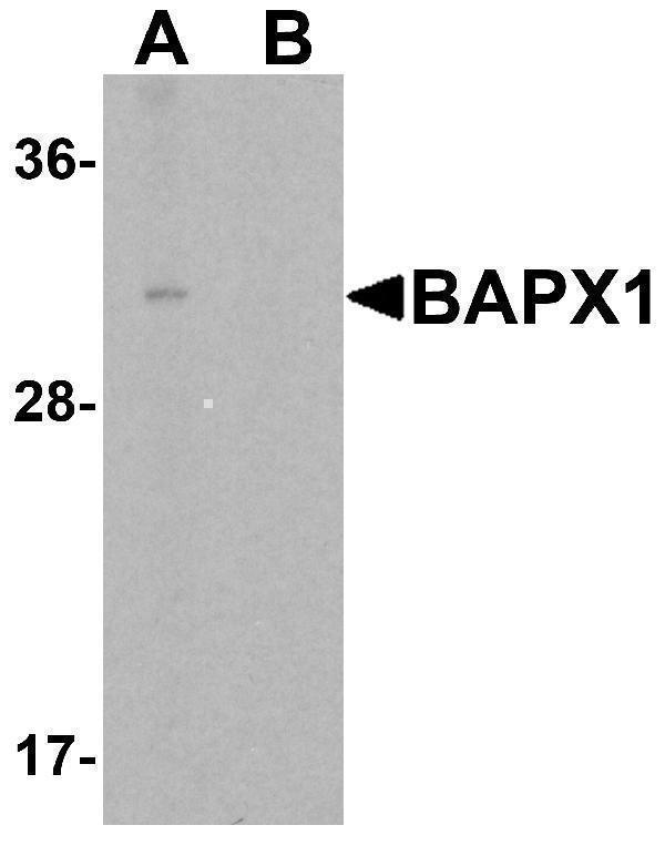 a07429 nkx3 2 primary antibodies wb testing 1