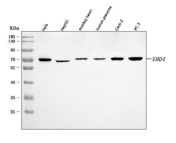 a07430 1 ehd4 primary antibodies wb testing 1