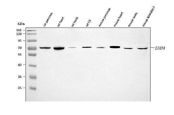 a07430 1 ehd4 primary antibodies wb testing 2