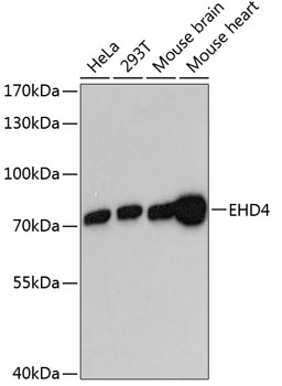 a07430 ehd4 primary antiboties wb testing 1