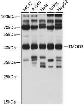 Western blot analysis of extracts of various cell lines, using TMOD3 antibody  at 1:1000 dilution