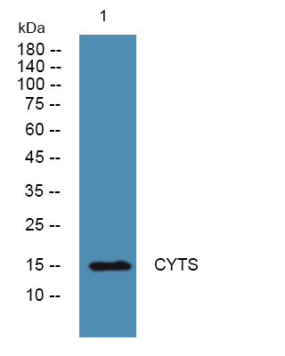 a07438 cst4 primary antibodies wb testing 1