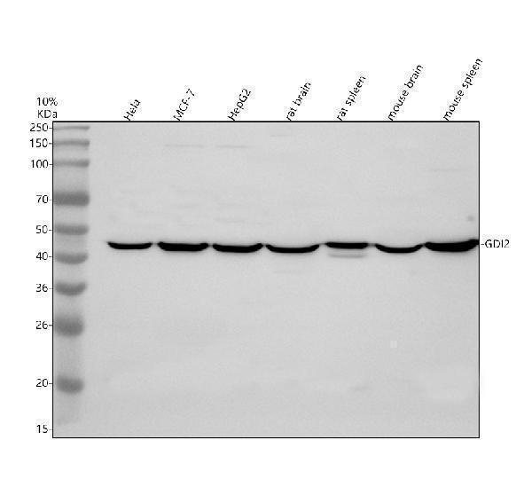 Western blot analysis of GDI2 using anti-GDI2 antibody (A07443-2)