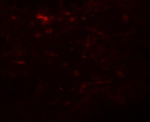 a07445 wsb1 primary antibodies if testing 3