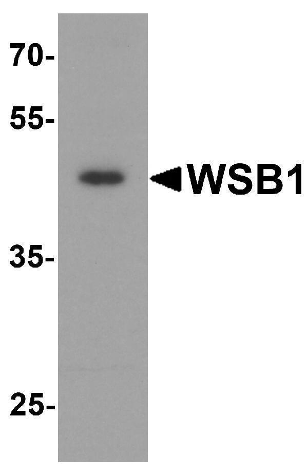a07445 wsb1 primary antibodies wb testing 1