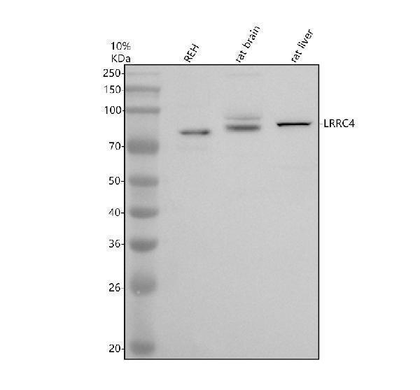 a07447 1 lrrc4 primary antibodies wb testing 1