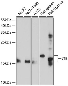 Western blot analysis of extracts of various cell lines, using JTB antibody  at 1:1000 dilution