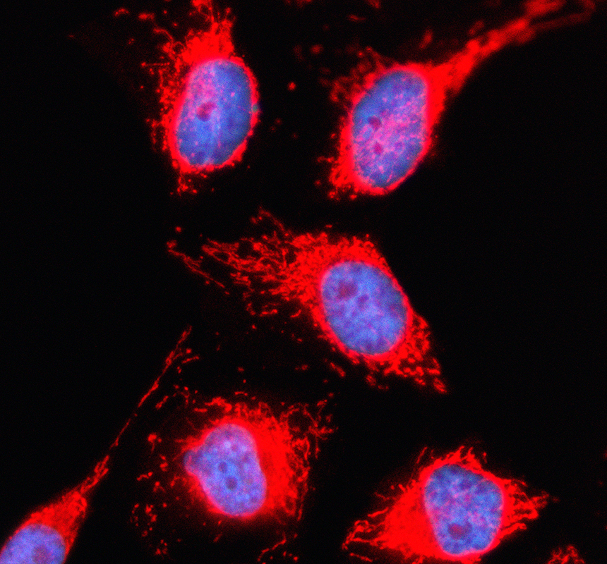 a07448 2 jtb primary antibodies if testing 1