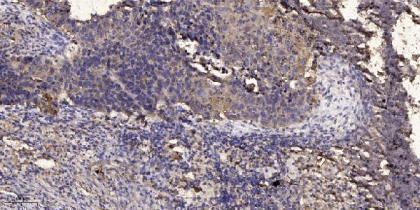 a07448 jtb primary antibodies ihc testing 1