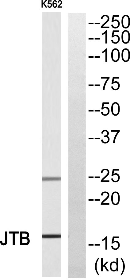 a07448 jtb primary antibodies wb testing 2
