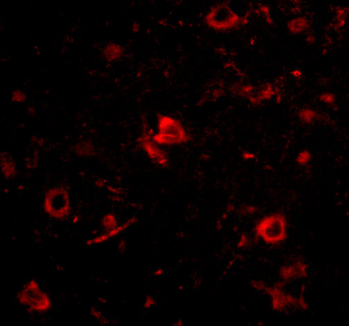 Immunofluorescence of Nanos3 in Human Brain tissue with Nanos3 antibody at 20 μg/mL
