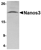 Western blot analysis of Nanos3 in human brain tissue lysate with Nanos3 antibody at 2 μg/mL