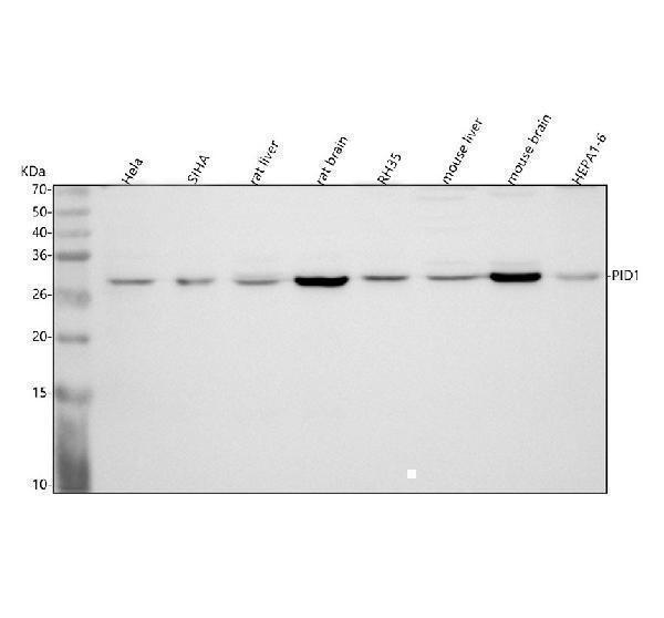  Western blot analysis of PID1 using anti-PID1 antibody (A07451-1)
